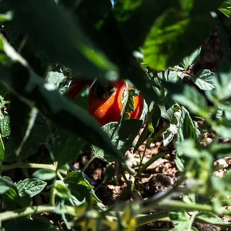 Farm stay Cascignoli *