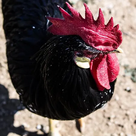Cascignoli * Roseto Degli Abruzzi