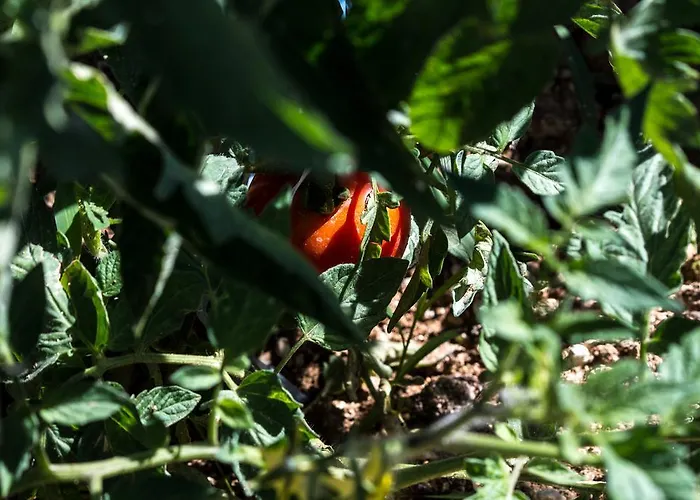 Фермерский дом Agriturismo Cascignoli *