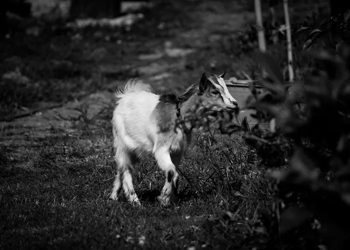 Фермерский дом Agriturismo Cascignoli