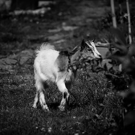 مزرعة للإقامة Agriturismo Cascignoli