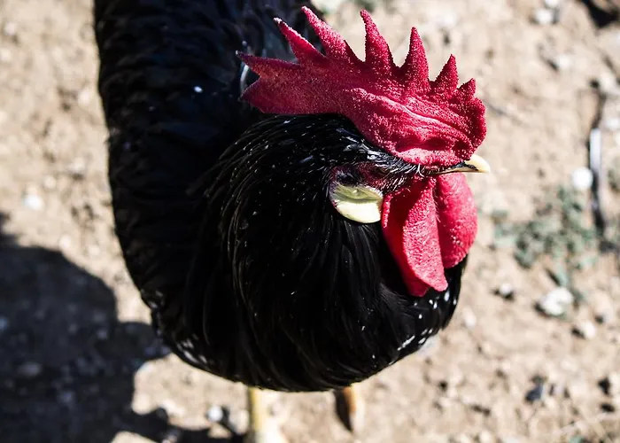 Agriturismo Cascignoli * Roseto Degli Abruzzi